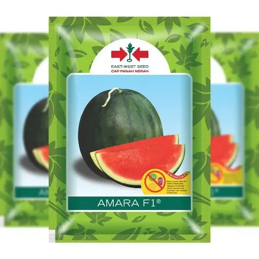 [F1288] East-West Amaran ( Green ) 3500 Seeds