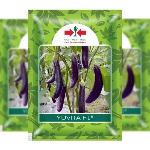 [F1304] East West Long Eggplant Yuvita (400 Seeds)