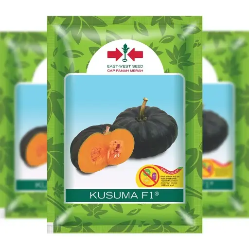 [F1305] East-West Pumpkin Kusuma 225 Se (225 Seeds)